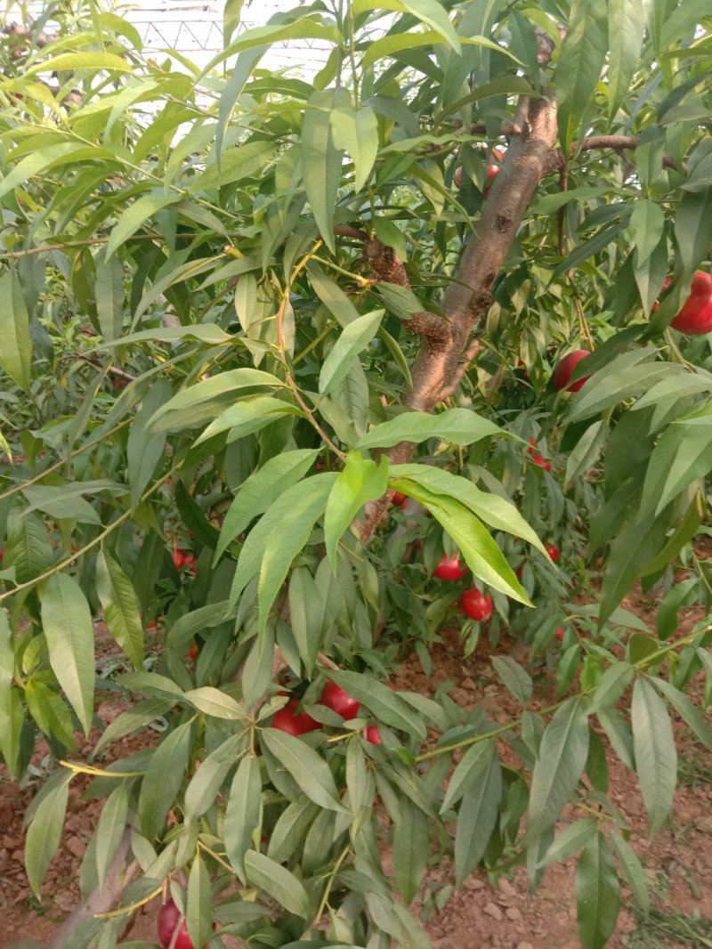大棚油桃