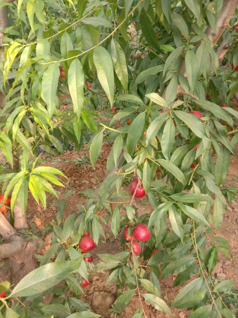 大棚油桃