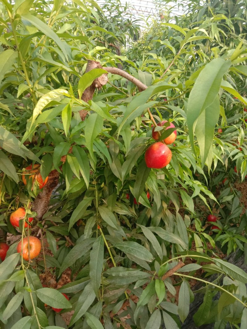 大棚油桃