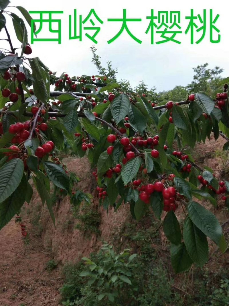 高原露天樱桃产地现摘现发新鲜孕妇水果