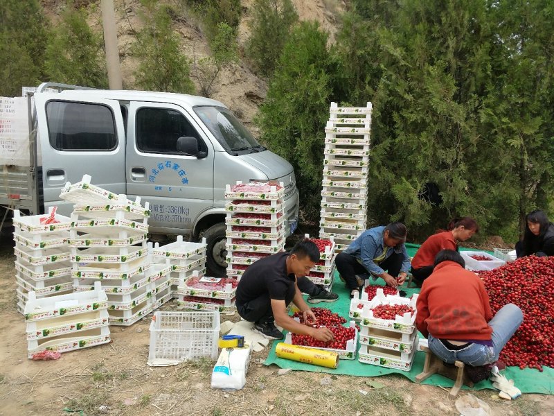 高原露天樱桃产地现摘现发新鲜孕妇水果