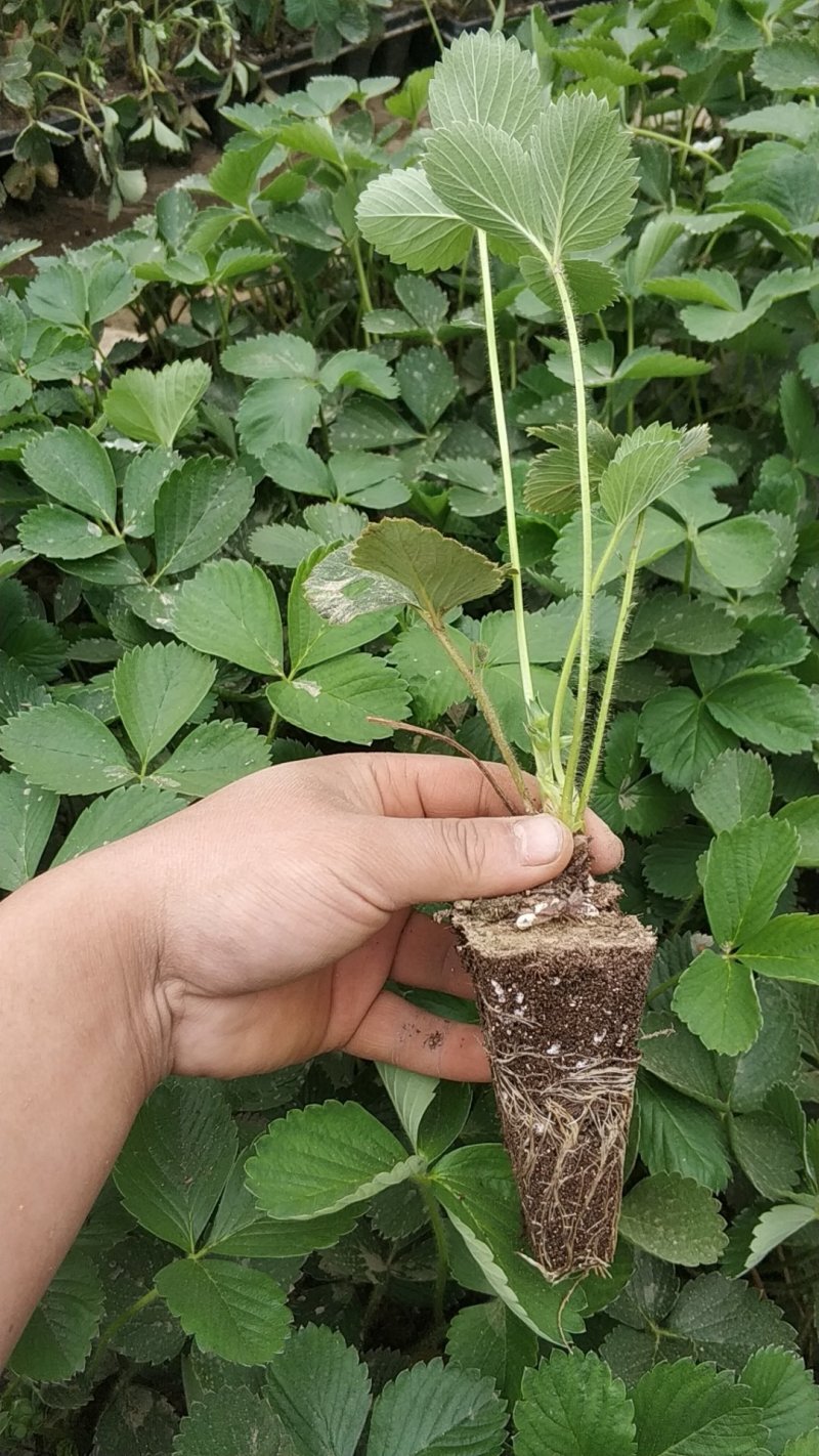 脱毒甜查理草莓苗预定生产苗