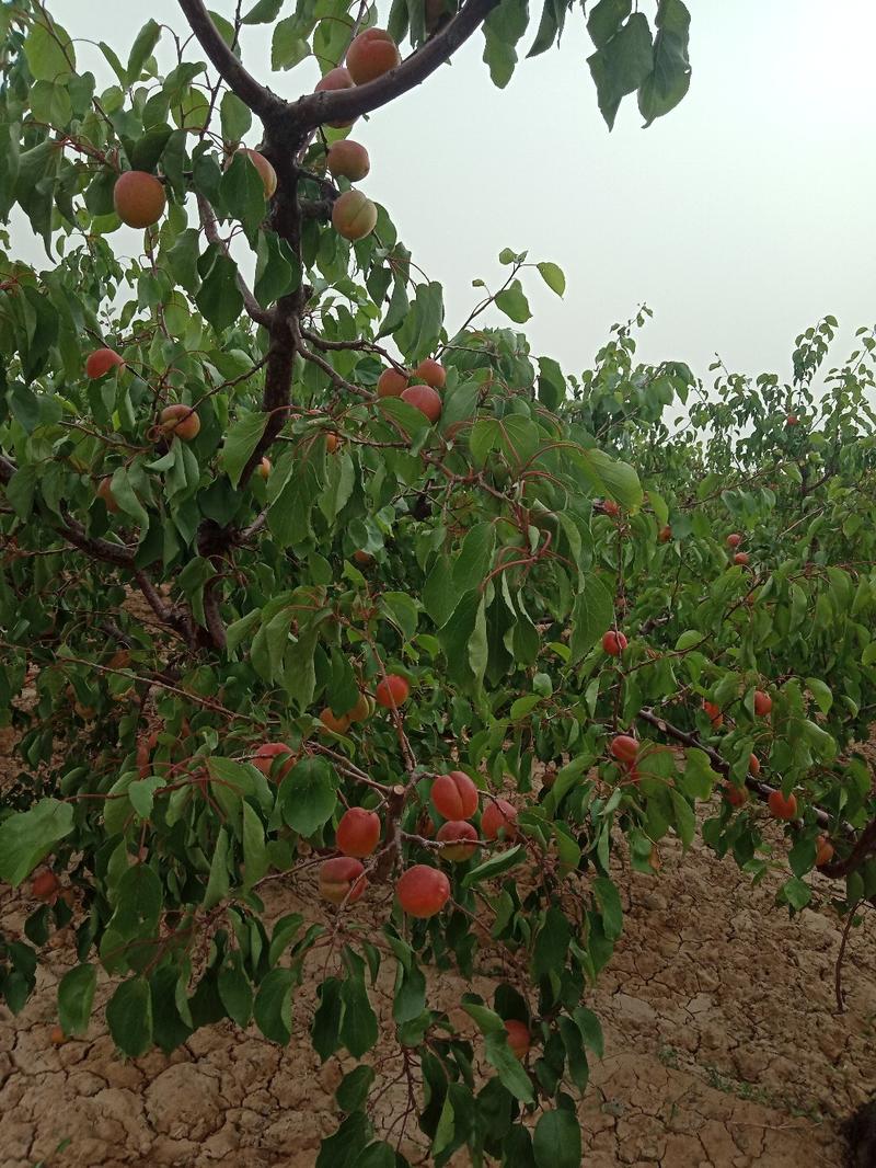 丰园红杏大量现货，价格优惠，可全国发货，欢迎采购