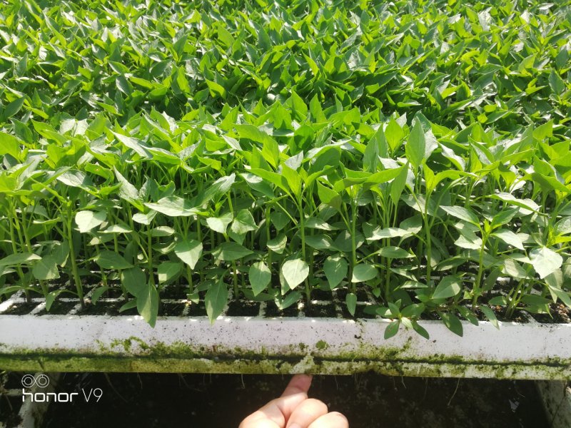 七号线椒苗