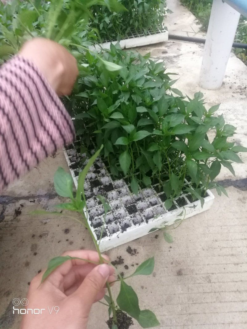 七号线椒苗