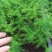 文竹苗观叶植物蓬莱松小盆栽平筛苗微景观盆栽