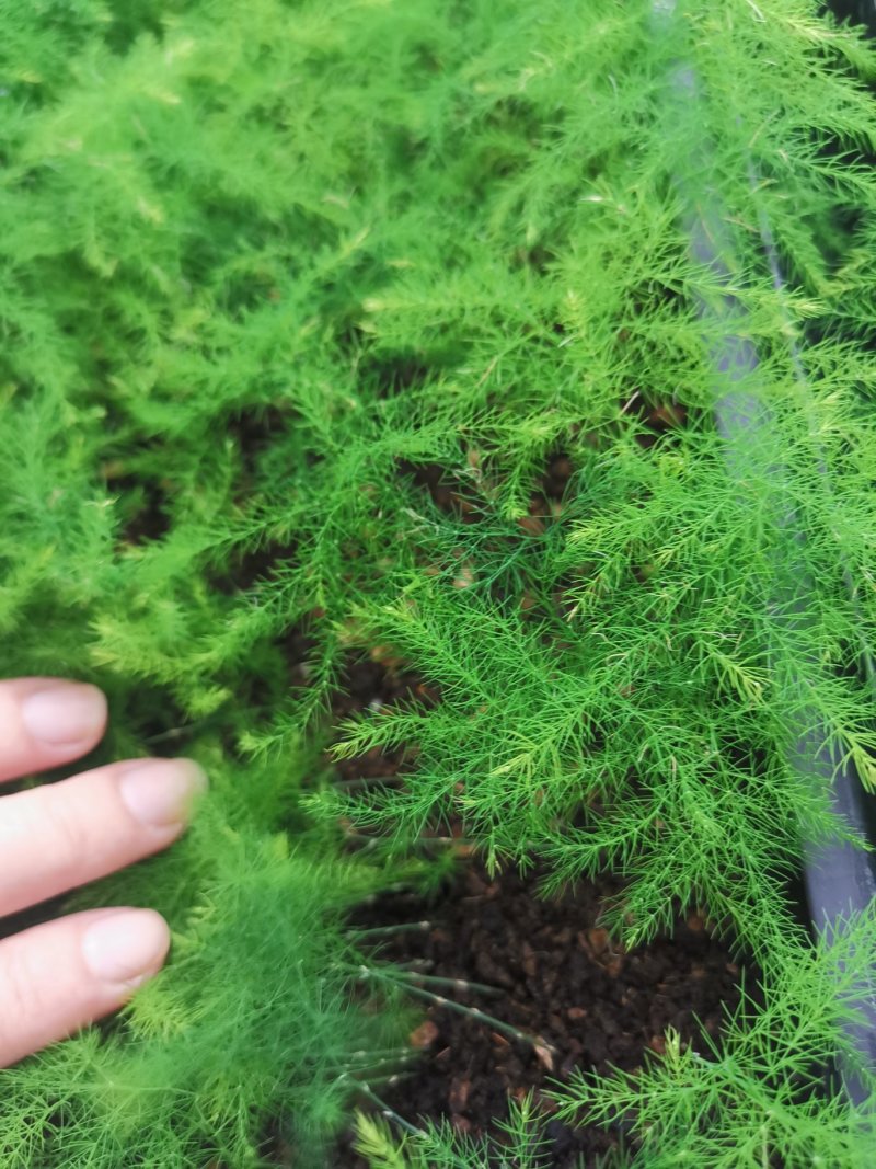 文竹苗观叶植物蓬莱松小盆栽平筛苗微景观盆栽