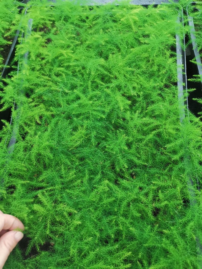 文竹苗观叶植物蓬莱松小盆栽平筛苗微景观盆栽