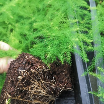 文竹苗观叶植物蓬莱松小盆栽平筛苗微景观盆栽