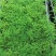 文竹苗观叶植物蓬莱松小盆栽平筛苗微景观盆栽