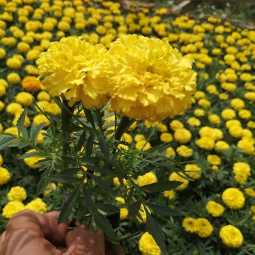 万寿菊，各种草花绿化苗木，上市中