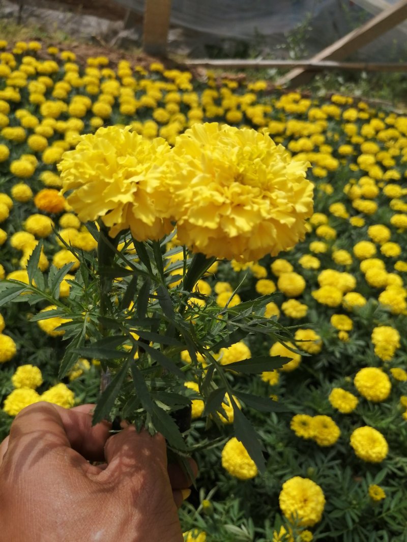 万寿菊，各种草花绿化苗木，上市中