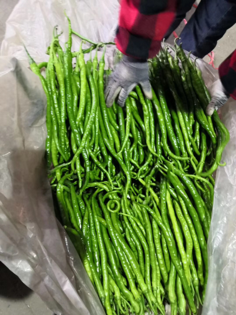 【产地首推】精品线椒，现摘现卖，产地直销。