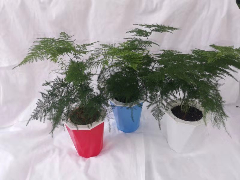 文竹苗观叶植物蓬莱松小盆栽平筛苗微景观盆栽