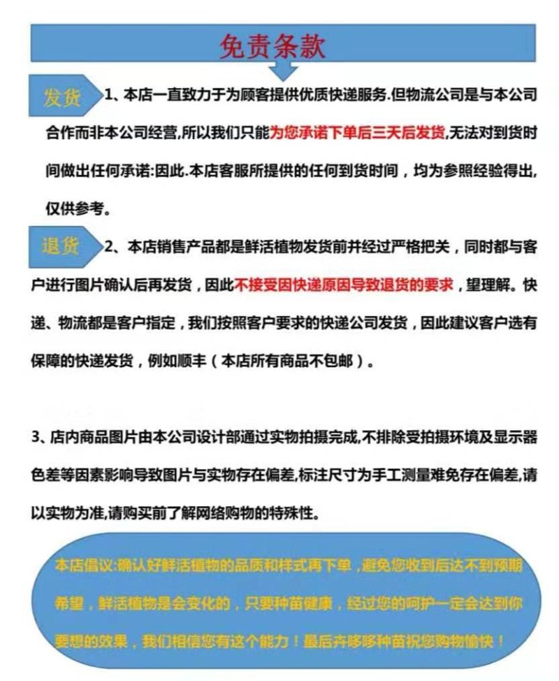文竹苗观叶植物蓬莱松小盆栽平筛苗微景观盆栽