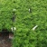 文竹苗观叶植物蓬莱松小盆栽平筛苗微景观盆栽