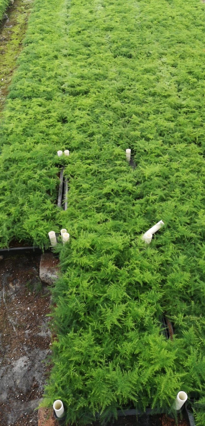文竹苗观叶植物蓬莱松小盆栽平筛苗微景观盆栽