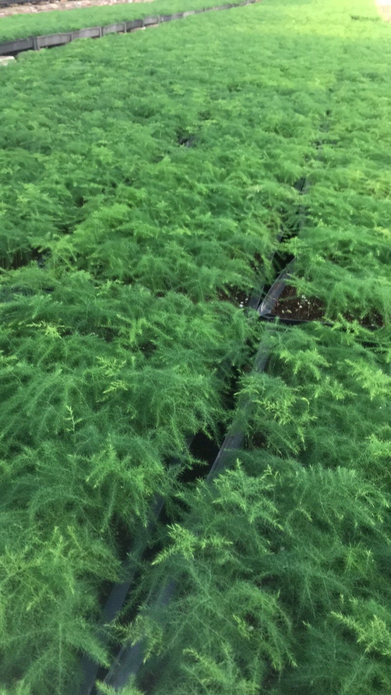 文竹苗观叶植物蓬莱松小盆栽平筛苗微景观盆栽