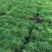 文竹苗观叶植物蓬莱松小盆栽平筛苗微景观盆栽