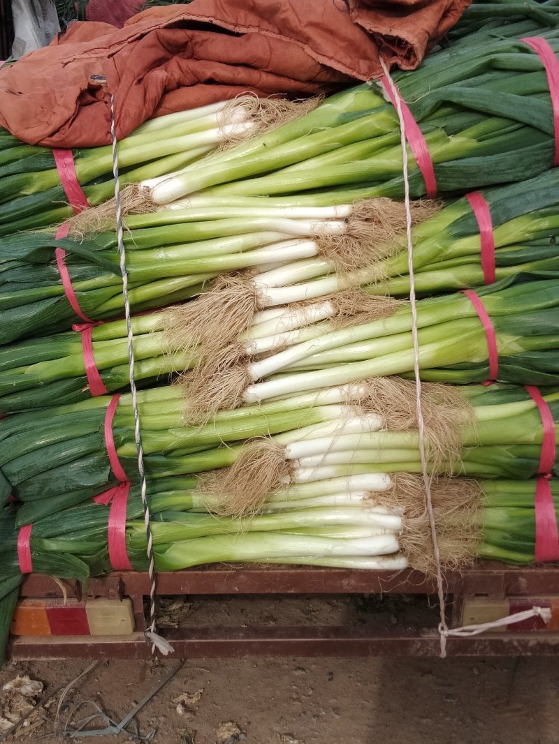 精品铁杆大葱上市中葱白长货量大条形好耐运输可以打捆按需求分拣