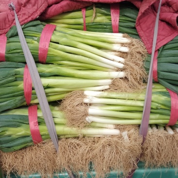 精品铁杆大葱上市中葱白长货量大条形好耐运输可以打捆按需求分拣