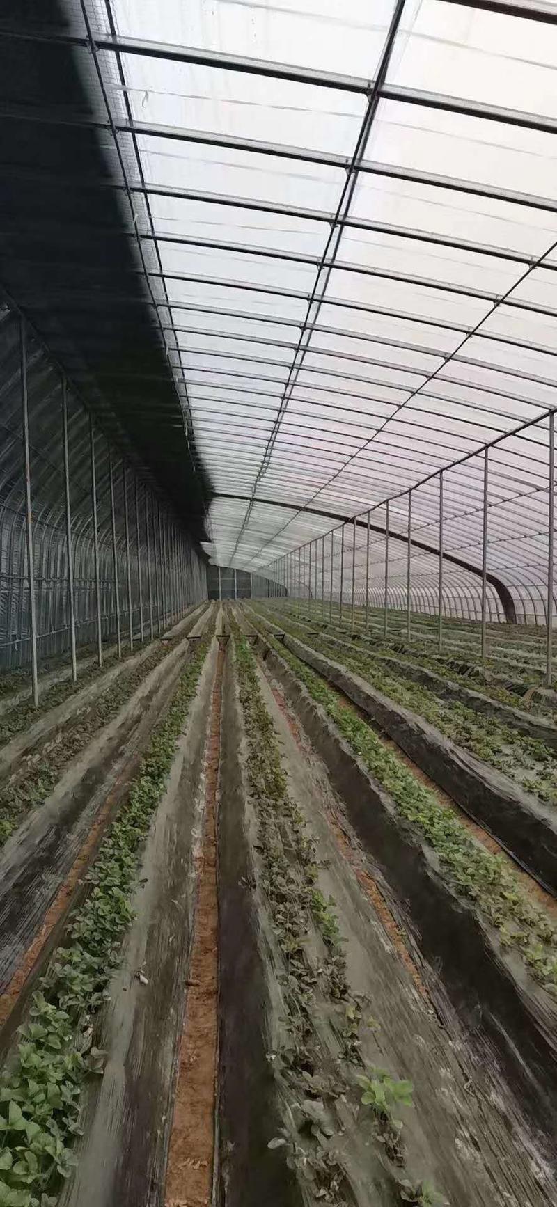 西瓜大棚草莓大棚蔬菜大棚种植大棚大棚骨架钢管