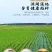 忆口香-长粒香米，订单种植，产区在湖北洪湖