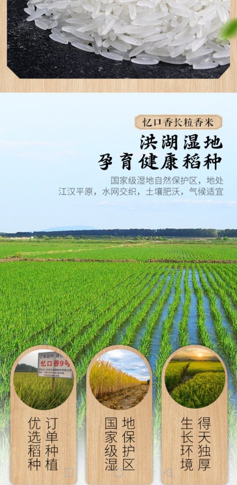 忆口香-长粒香米，订单种植，产区在湖北洪湖