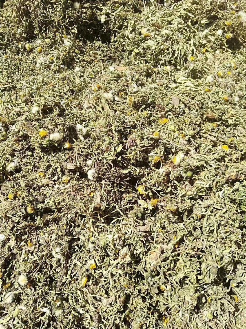 野生茵陈，蒲公英，小防风