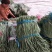 豆角大量供应欢迎考察参观诚信代办欢迎广大朋友和我在一亩田