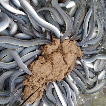 鱼苗基地直销鳗鱼鱼苗