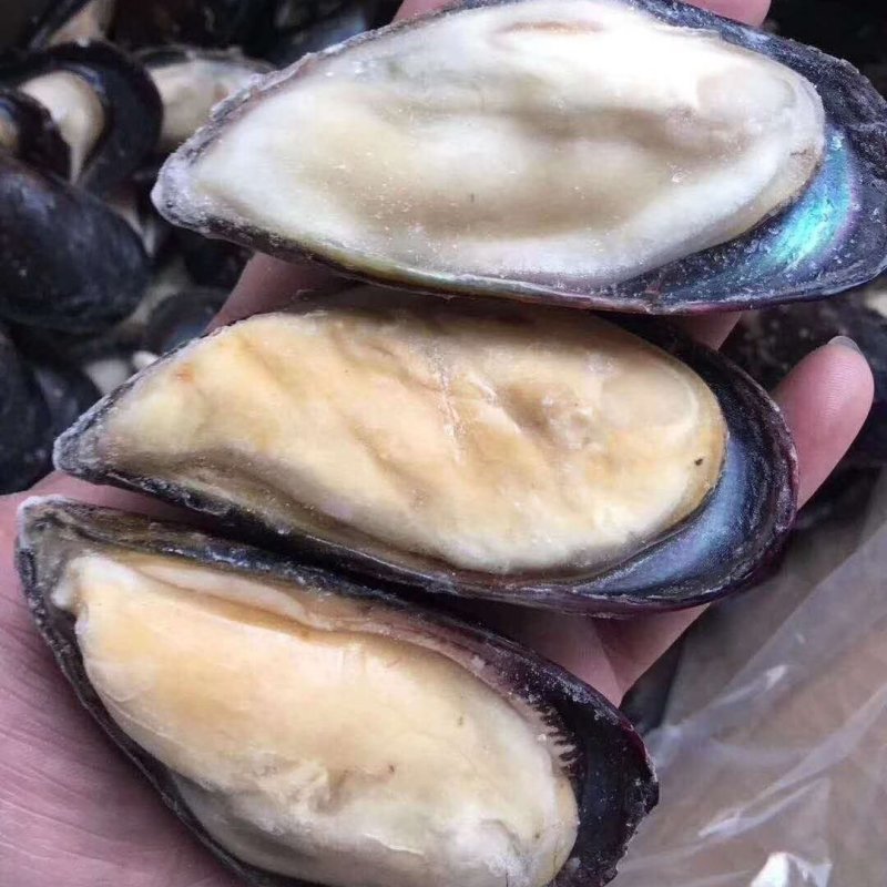 半壳蓝口贝青口贝贻贝黑贝海虹贝淡菜