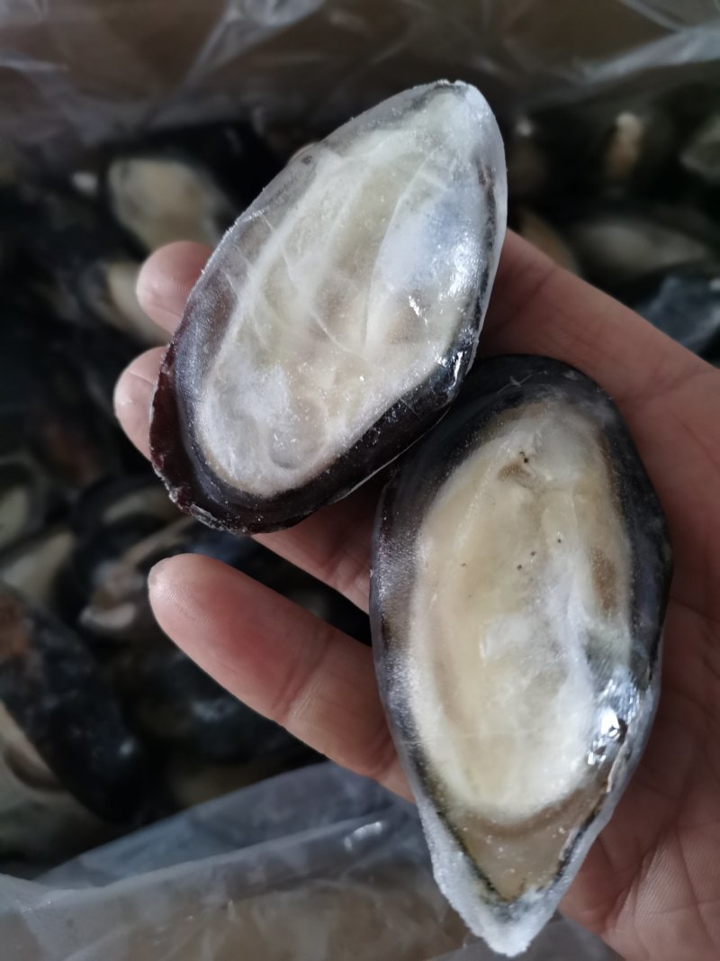 半壳蓝口贝青口贝贻贝黑贝海虹贝淡菜
