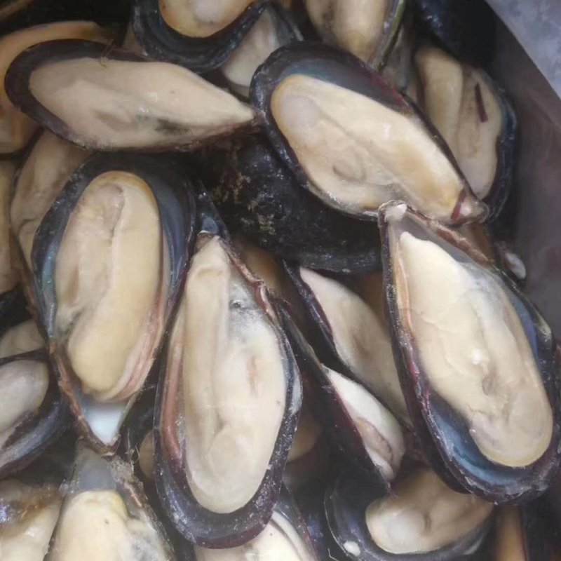 半壳蓝口贝青口贝贻贝黑贝海虹贝淡菜