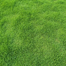 草坪，马尼拉草，草块，草卷