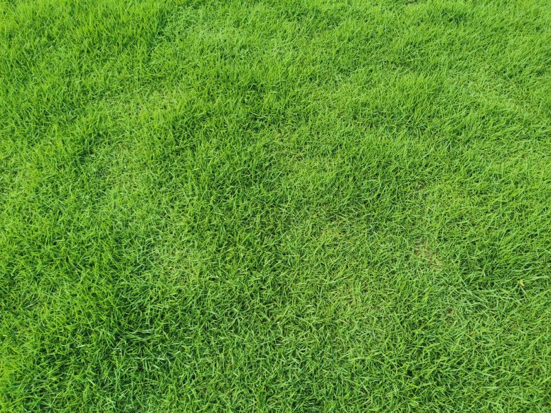 草坪，马尼拉草，草块，草卷