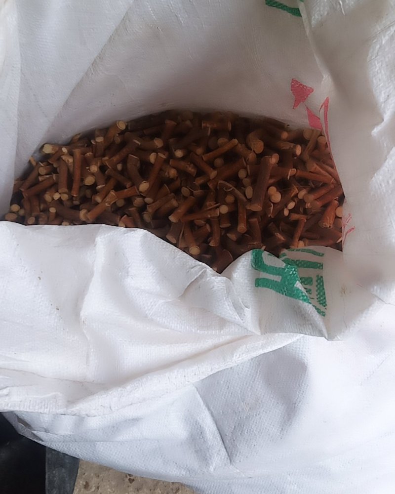 五指毛桃中根纯中根干条节节