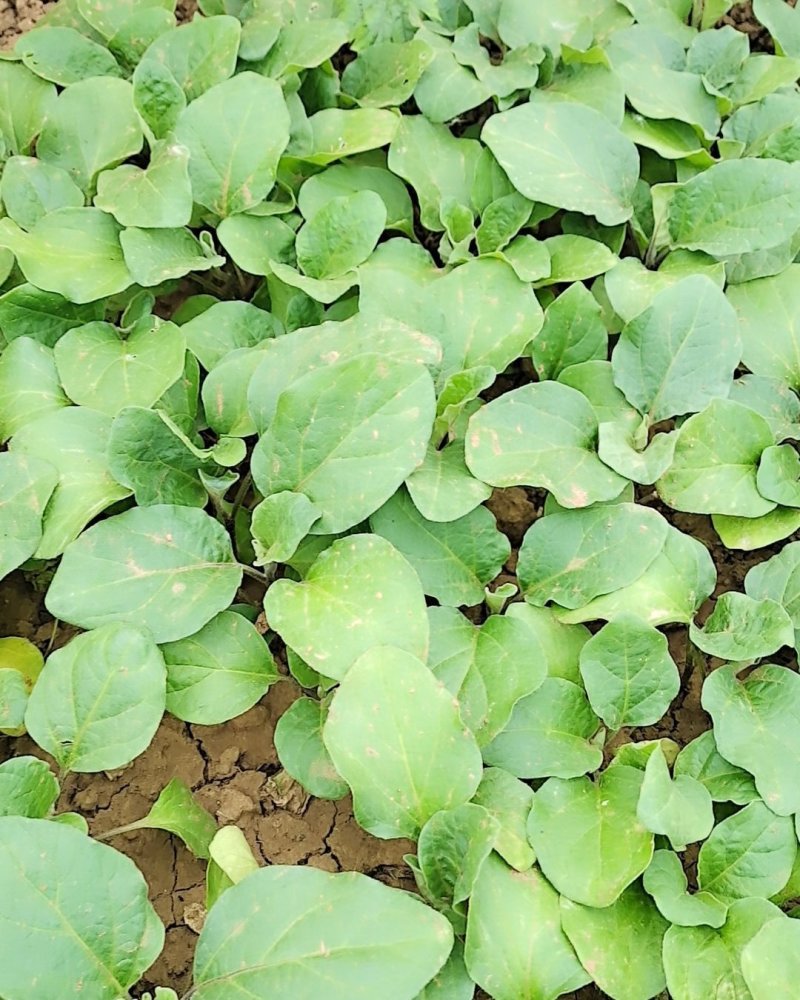 【精品苗】茄子苗线茄子苗杭茄苗烧烤茄子苗紫红线茄子
