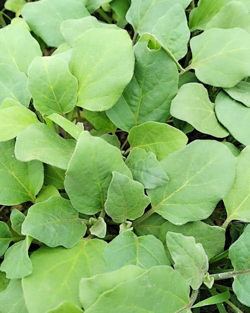 【精品苗】茄子苗线茄子苗杭茄苗烧烤茄子苗紫红线茄子