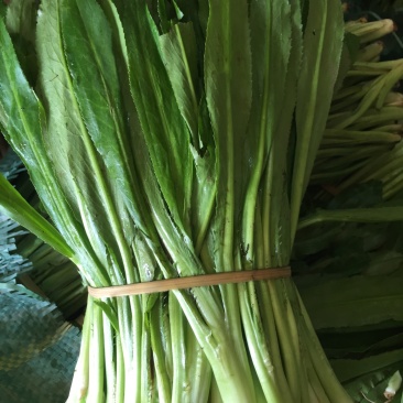 大香菜，野香菜