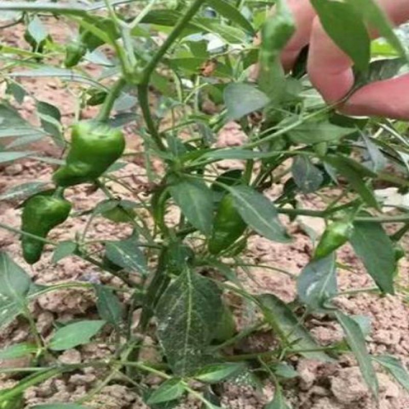 【一件代发】产地直销余干枫树辣椒露天采摘嚼不留渣