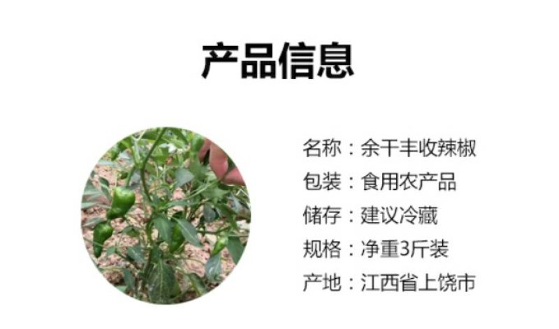 【一件代发】产地直销余干枫树辣椒露天采摘嚼不留渣