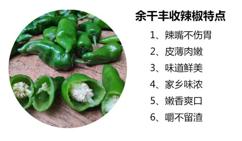 【一件代发】产地直销余干枫树辣椒露天采摘嚼不留渣