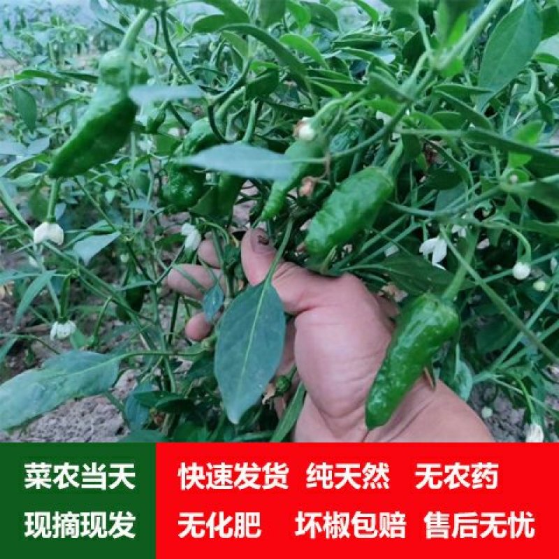 【一件代发】产地直销余干枫树辣椒露天采摘嚼不留渣