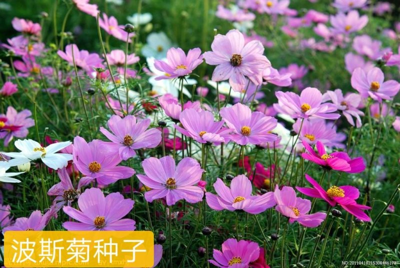 波斯菊种子种植物美价廉