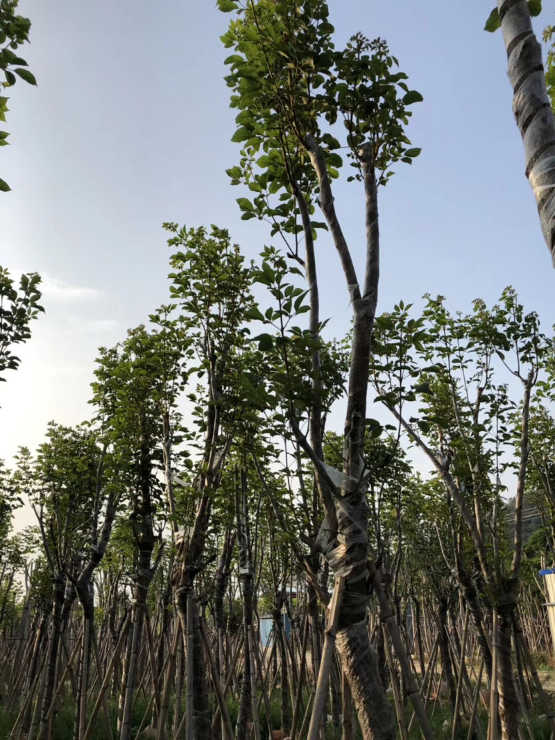 大量出售10-15黄花风铃木，价格美丽。