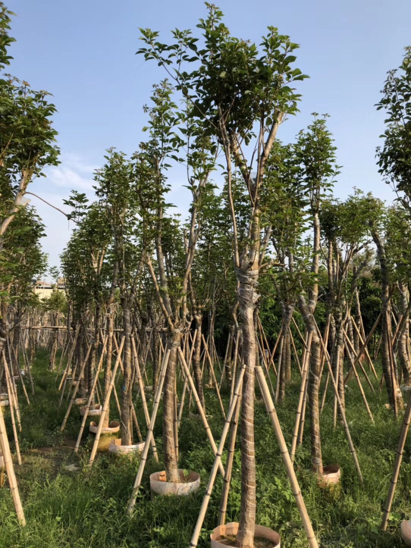 大量出售10-15黄花风铃木，价格美丽。