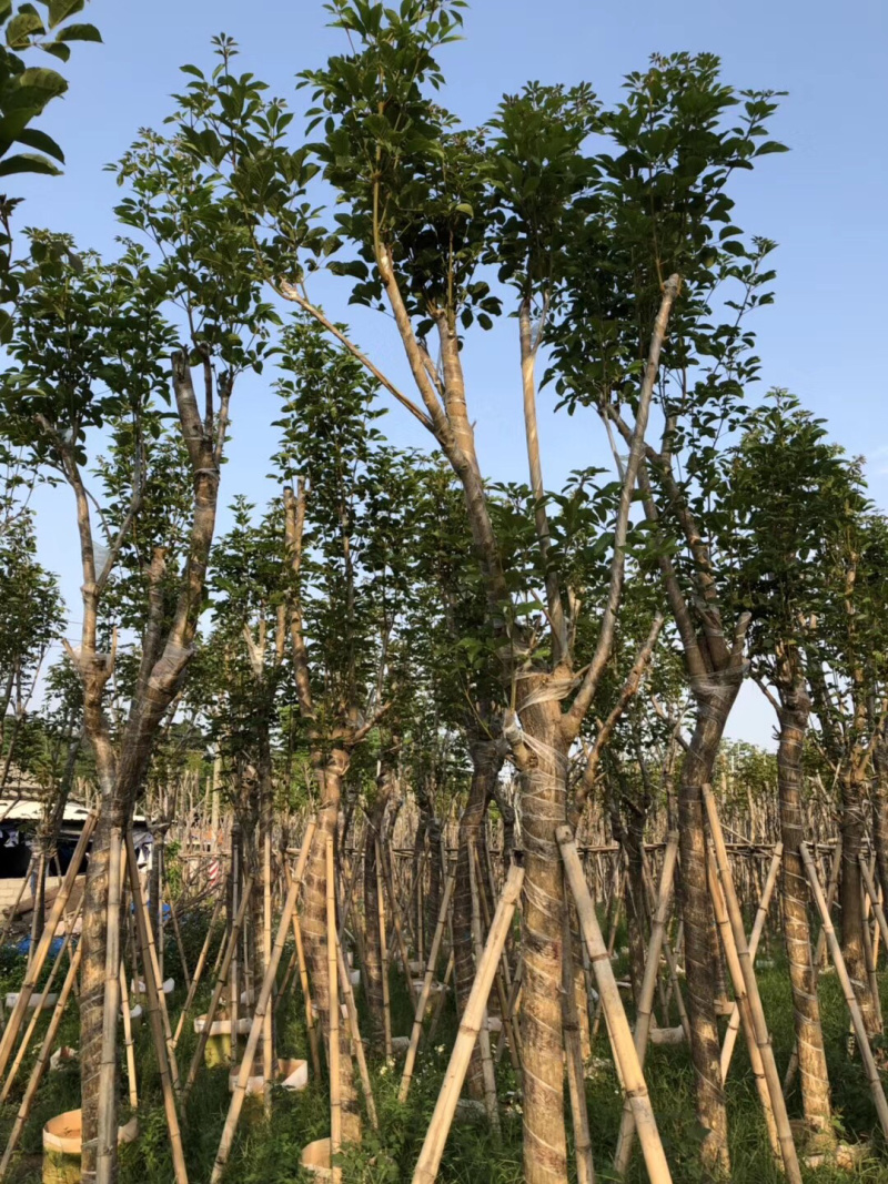 大量出售10-15黄花风铃木，价格美丽。