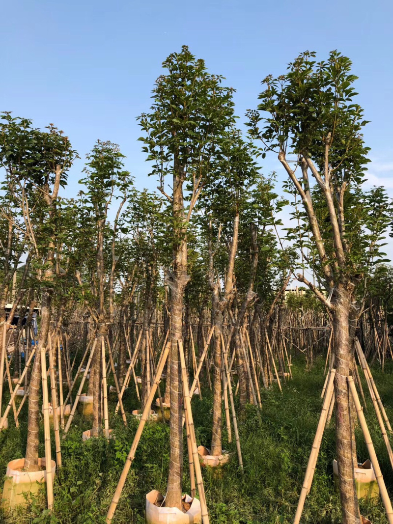 大量出售10-15黄花风铃木，价格美丽。