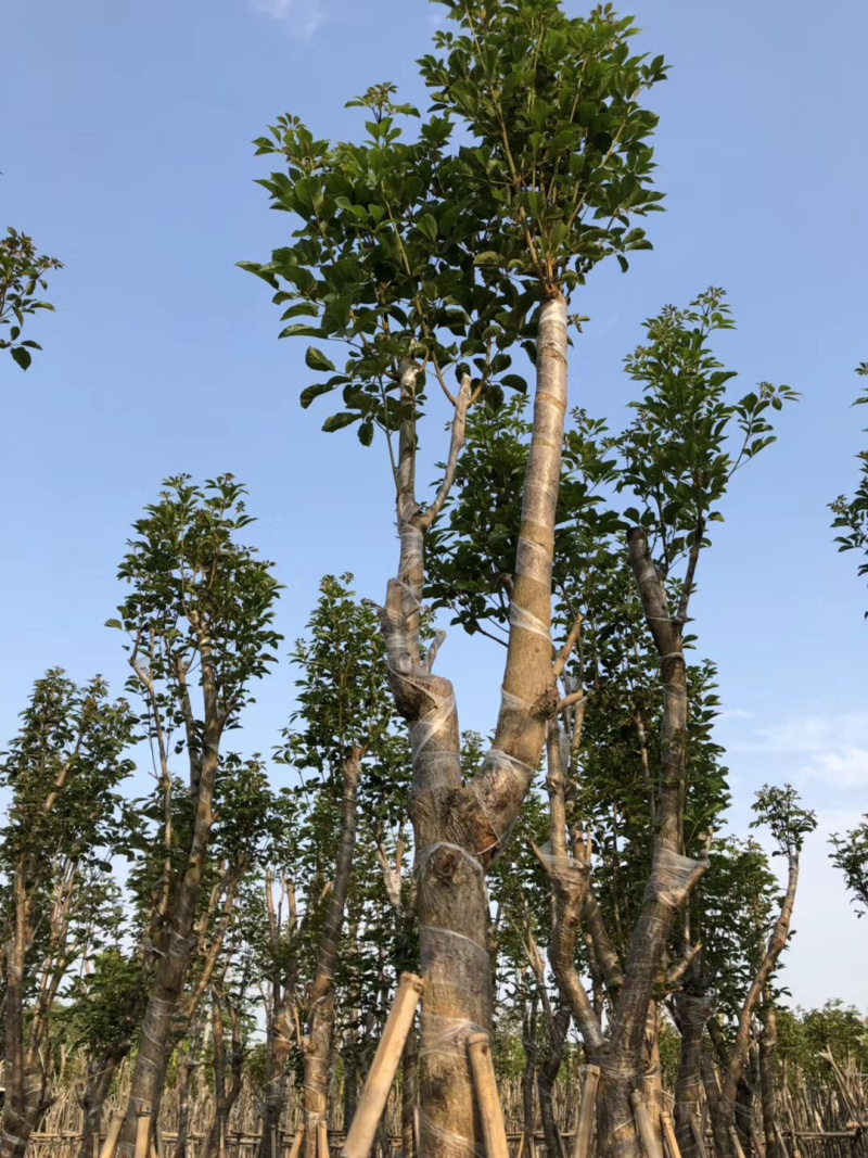 大量出售10-15黄花风铃木，价格美丽。